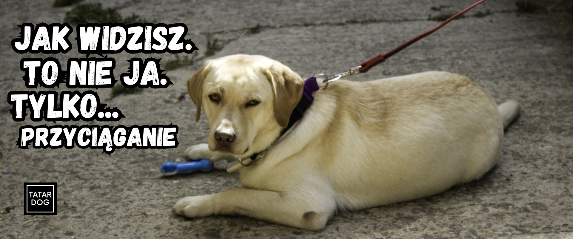 dlaczego pies ciągnie